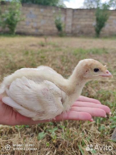 Индюшата биг 6. Инкубатор