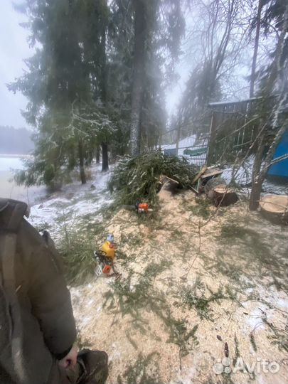 Спил валка удаление рубка обрезка деревьев