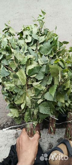 Веники Берёзовые Банные