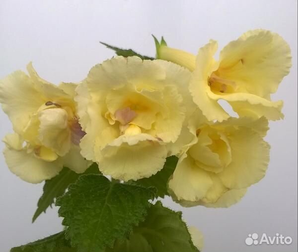 Ахименес Голден беллс