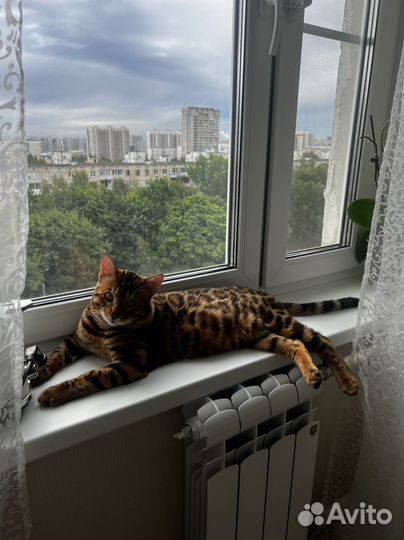 Вязка с бенгальским котом