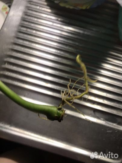 Сингониум серый призрак