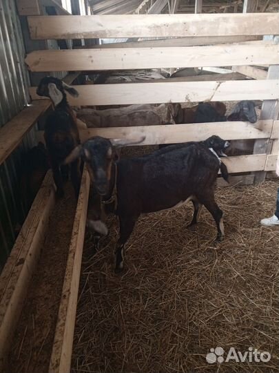 Коза нубийская