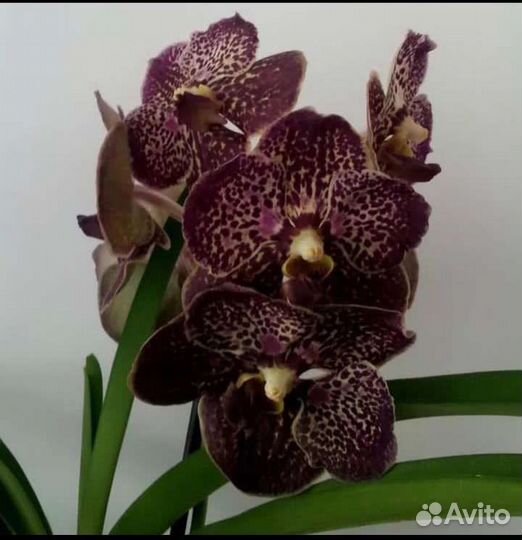 Орхидея Ванда