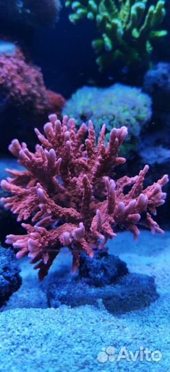 Живые кораллы, хетаморфа, измерение пар