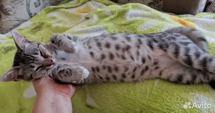 Кошка в дар бесплатно котенок серый полосатый