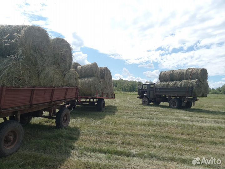 Продам сено в рулонах луговое костёр