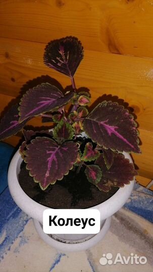 Продам цветы комнатные