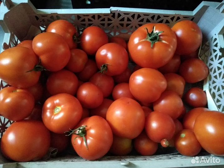 Огурцы, помидоры, черный крыжовник, смородина