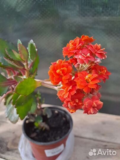 Каланхоэ черенки