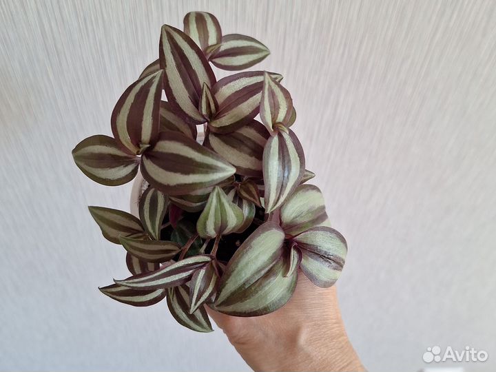 Традесканция зебрина