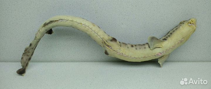 Акула пятнистая 36,7 морской сувенир подарок