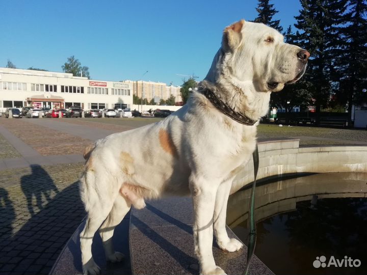 Сао/алабай/вязка