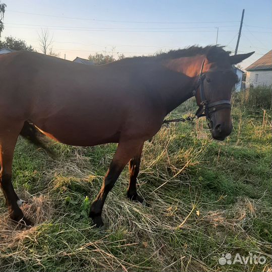 Продам лошадь кобылу возраст 4 года цена 150000