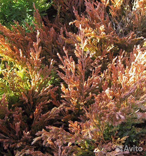 Можжевельник лайм глоу