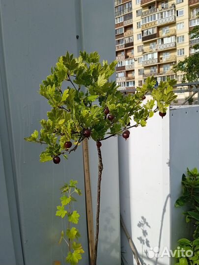 Смородина черная,красная,белая, крыжовник саженцы