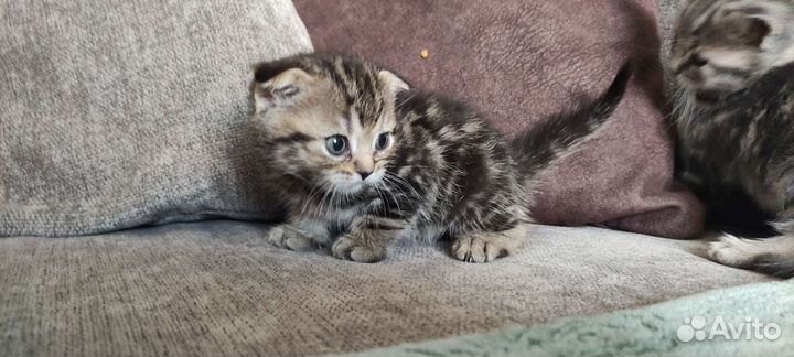 Британские котята