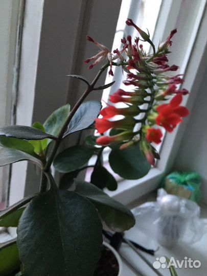 Комнатные растения цветы