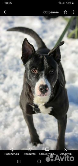 Шикарный красавец Метис стаффа Супер собакин Граф