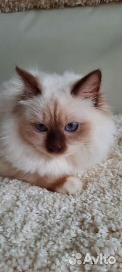 Священная бирма-мальчик