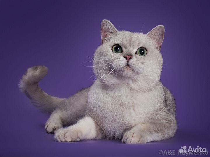 Шотландский страйт Серебристая шиншила Вязка