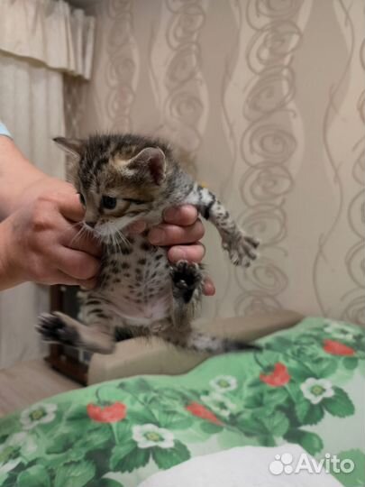 Бенгальская кошка