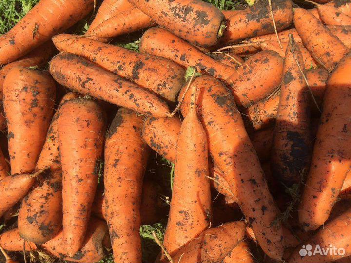 Морковь, тыква, кабачки, картошка