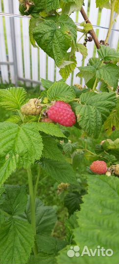 Саженцы малины