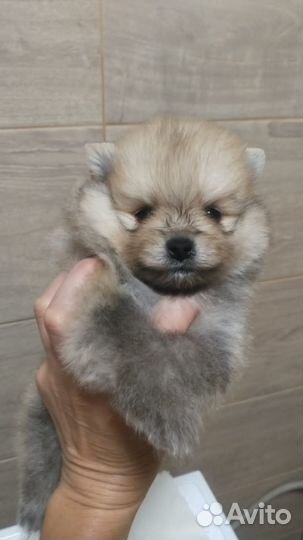 Померанский шпиц