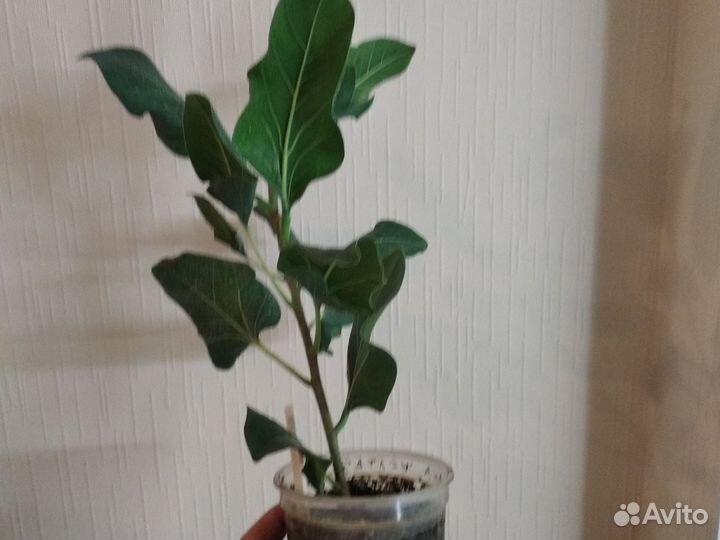 Фикус Кришна