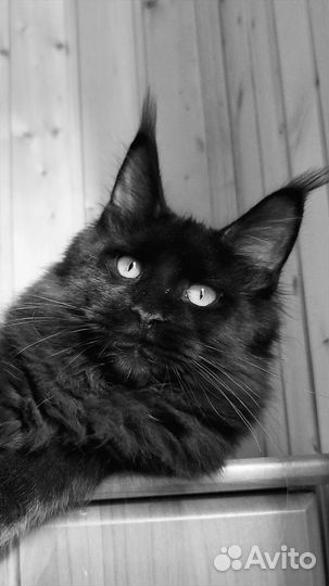 Шикарные котята мейн-кун