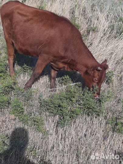 Коровы и телки