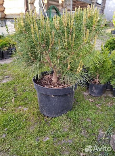 Сосна густоцветковая Тамойошо Компакта