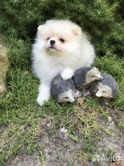 Померанский шпиц медвежьего типа