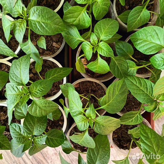 Рассада помидор и перцев 30р