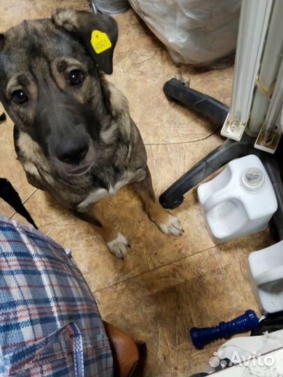 Собачка в дом