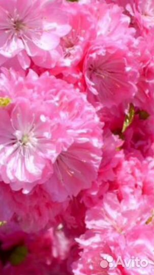 Миндаль.Сакура.Гибискус.Сирень.Желт.Роз.Япон.Спрей