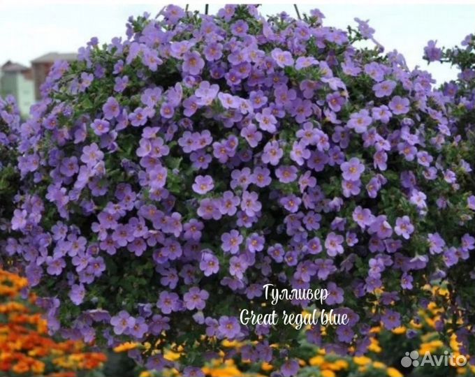 Бакопа вегетативная