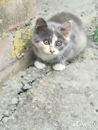 Котята