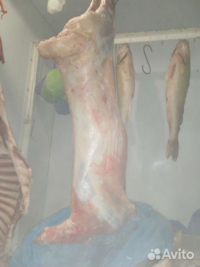 Барашки на Курбан по любому поводу