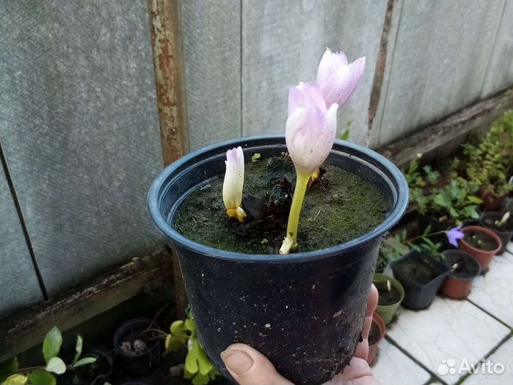 Безвременник