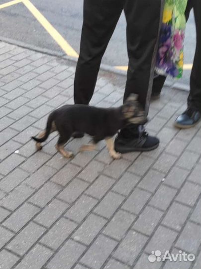 Щенок ищет приют