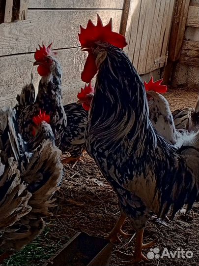 Леггорн далматинец