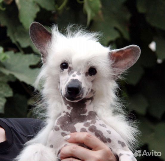 Шикарный щенок китайской хохлатой