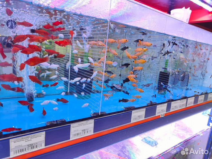 Аквариумные рыбки, петушки, креветки