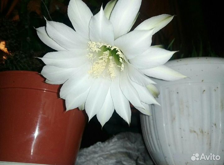 Колючий, а не ёжик; зелёный, а не огурец