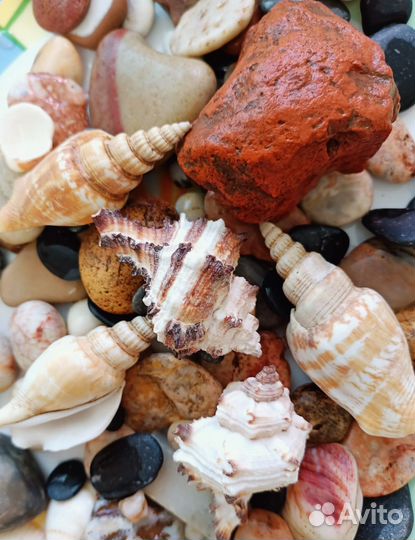 Ракушки разные