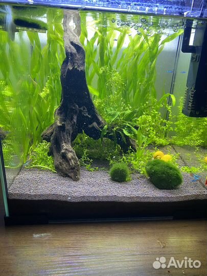 Аквариум с рыбами