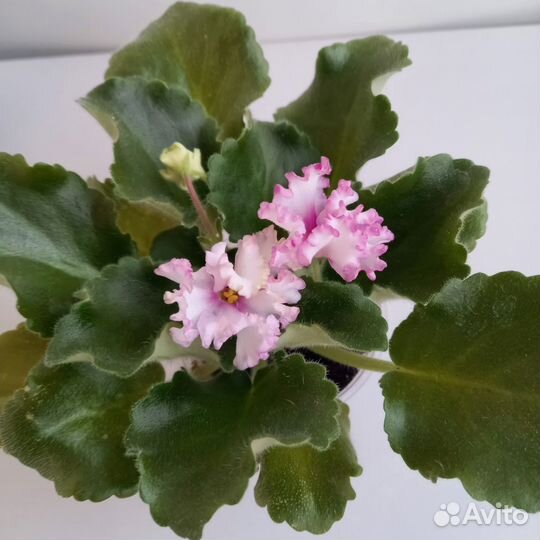 Фиалка Ле- Изящный век