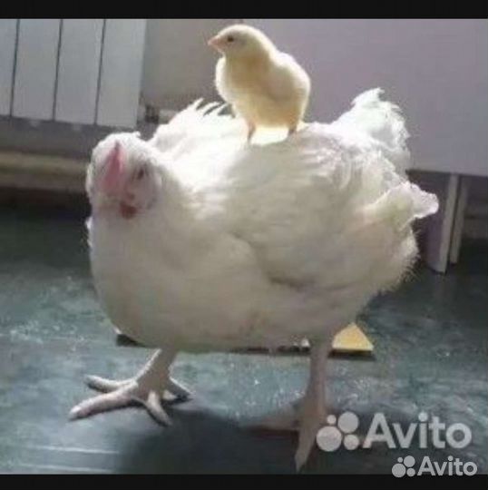 Цыплята бройлеры кобб 500 чехия